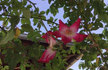 Panos and Chrisas House - Foto 29