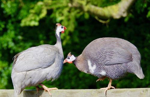 Manor House Barn, Peasenhall - Foto 26