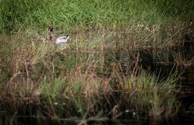 Pretty Cottage Ardennes near Valley of Lesse & Semois - Foto 38