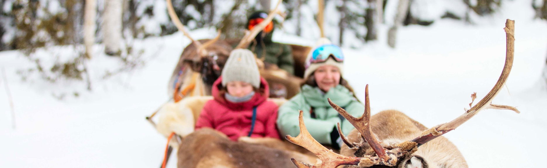 Reindeer Farm Visit - Foto 1