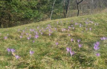 Domki na Zagroniu - Foto 52