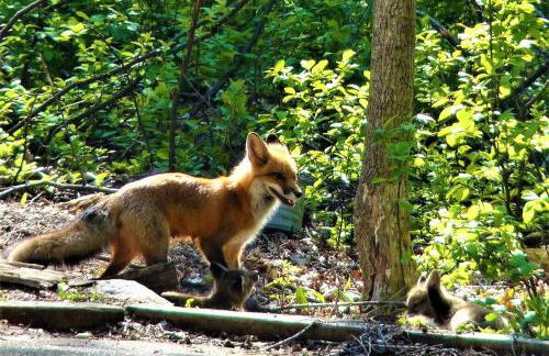 Birch Shores Resort - The Hemlock Cottage - Foto 47