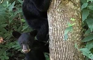Waterfall Overlook at Bearfoot Falls - Foto 34