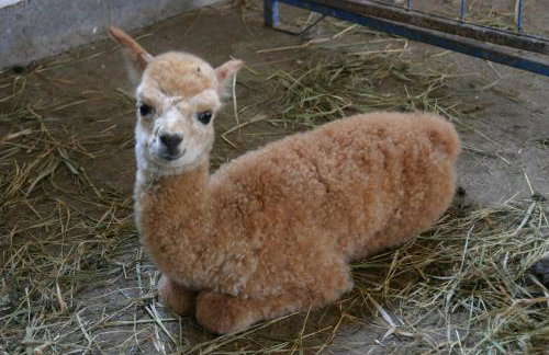 Breathtaking New Premier Lake Champlain Waterfront Escape! - Foto 13