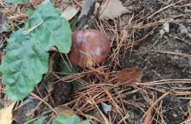 Domek lubiana180 WABI SABI w lesie jacuzzi sauna kominek - drewno w cenie pobytu - nad jeziorem Kaszuby pieski tylko do 10kg za dodatkową opłatą - Foto 77