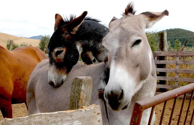 Agriturismo Il Giogo - Photo 15