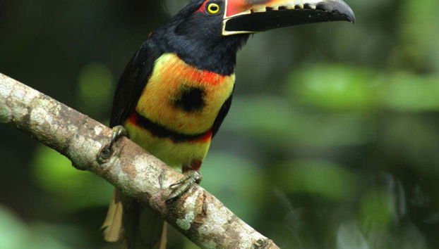 Toucan à la Cascade Fortuna