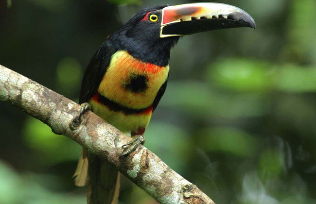 Excursão à Catarata Rio Fortuna - Foto 3