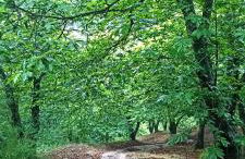 Casas Rurales El Viejo Castaño - Valle Del Genal - Foto 75