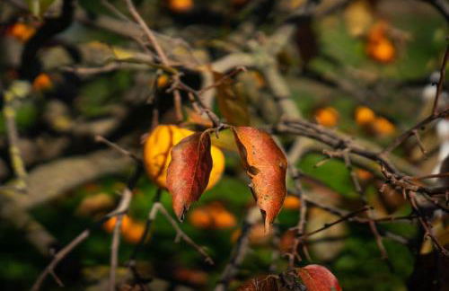 Casa Rosmelissa - Foto 14