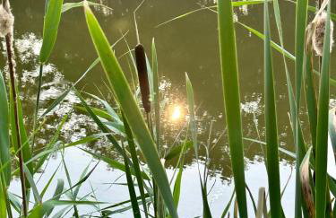 Osada Gęsin - Foto 59