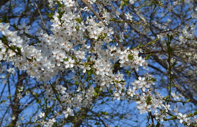 Holiday Apartment Bruhn - Photo 8