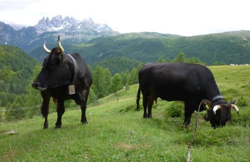 Agritur Ciasa Dò Parè - Foto 37