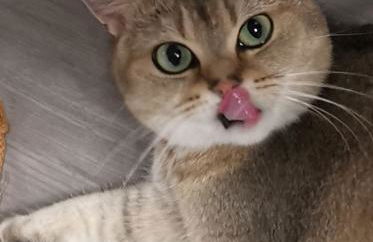 Dimora Visconti - Foto 60