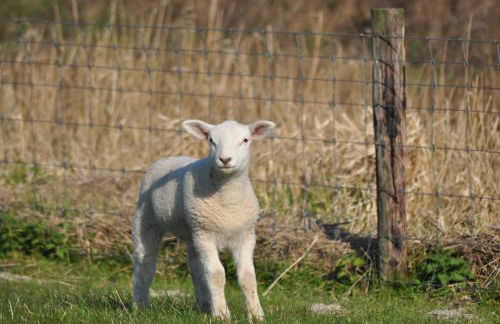 Dieken's Huus - Photo 24