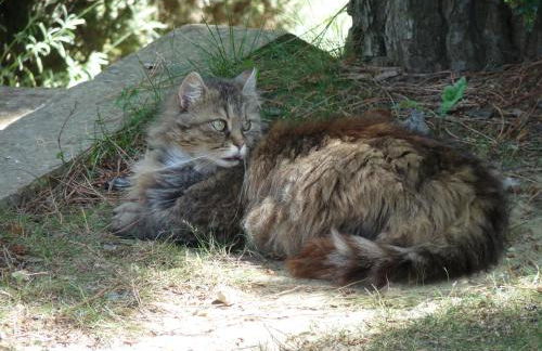 Agriturismo Casanova di Pescille - Foto 28