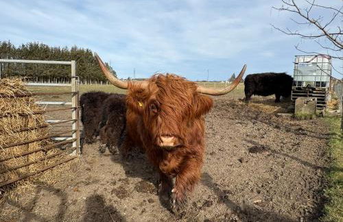 The Wee Heilan' Dram - Foto 39