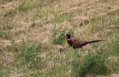 GITE MONTGOLFIÈRE 4 PERSONNES - Foto 30