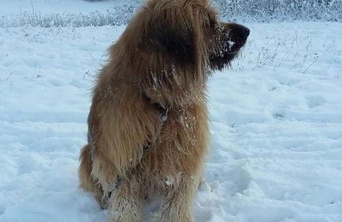 Rosenhof Broggingen - Foto 5