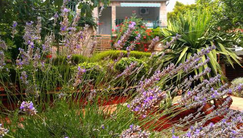 Apartments Basina - Foto 2, Garden