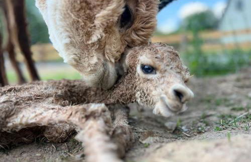 TOP moderne FeWo - Alpakahof zum Himmelreich, traumhafte Lage, Terrasse mit Weitblick, kostenfreier Parkplatz, Nähe Kurklinik, optional Sauna - Foto 33