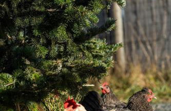 Blue Moon Tiny House Hot Tub & Sauna - Foto 15