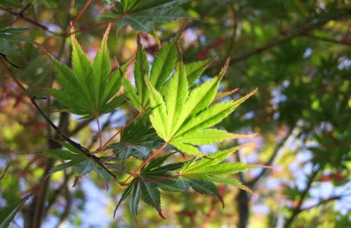 Agriturismo L'Acero Rosso - Foto 73