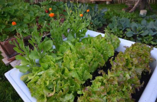 Ferienhaus Hof Papenwohld - Naturpark, Gartensauna - Foto 68