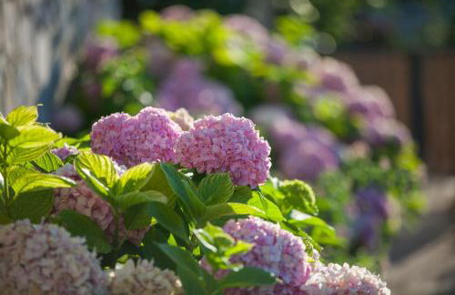 Apartments Pol Murvu - Foto 27