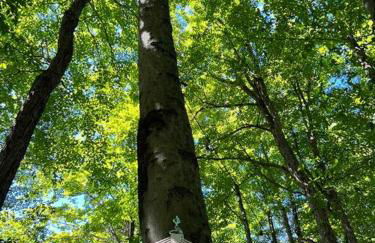 Casa Rosado @ Pocono II by Lake Hot Tub Camelback - Foto 31