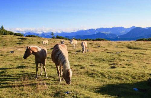 Garni Karin - Foto 17
