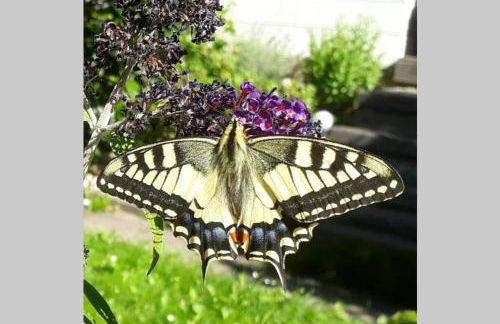 Große Wohnung 20 km von Köln bis zu 17 Personen - Foto 38