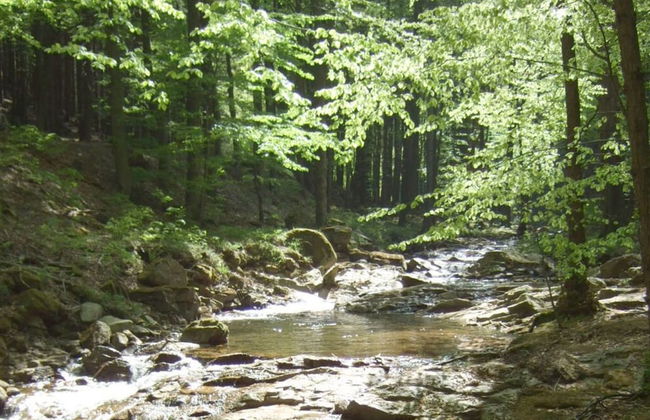 Carl-lambrecht-chalet No. 19 - Foto 11