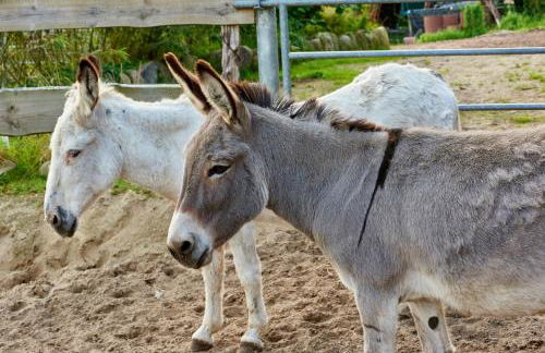 Room and kitchen im Katerberg - Foto 10