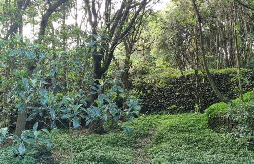 Casa do Pinheiro, Graciosa Island - Foto 13