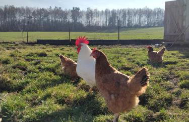 Siedlisko Jelonki - Foto 51