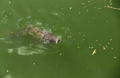 Thonock lane lodge - Foto 32