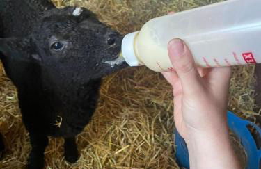 FAIRVIEW FARM Holiday Accommodation 14 Luxury Lodges, Cabins, Dog Friendly, Suitable for Couples, Families and Groups, Wedding Guests , Corporate events, Sleeps 2-65 guests in Ravenshead, Nottingham near Sherwood Forest, set in 88 acres - Photo 22