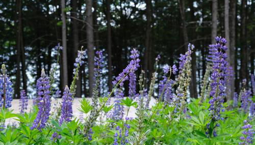 Cedar Shores Lakehouse - Foto 4