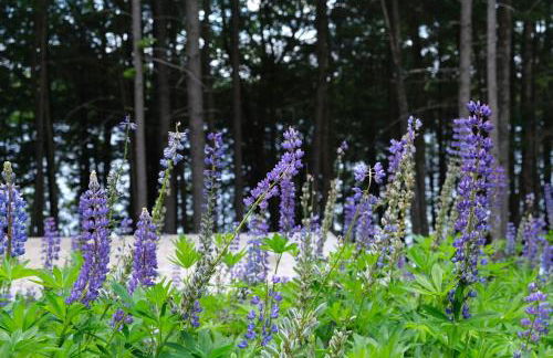 Cedar Shores Lakehouse - Foto 4