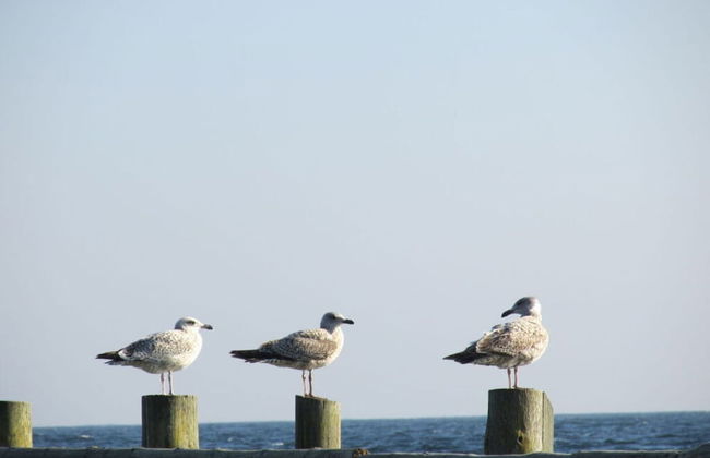 In the Villa Granitz - Foto 11