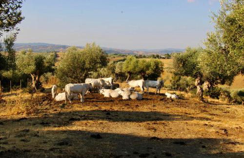 Fattoria Tolomei - Foto 68