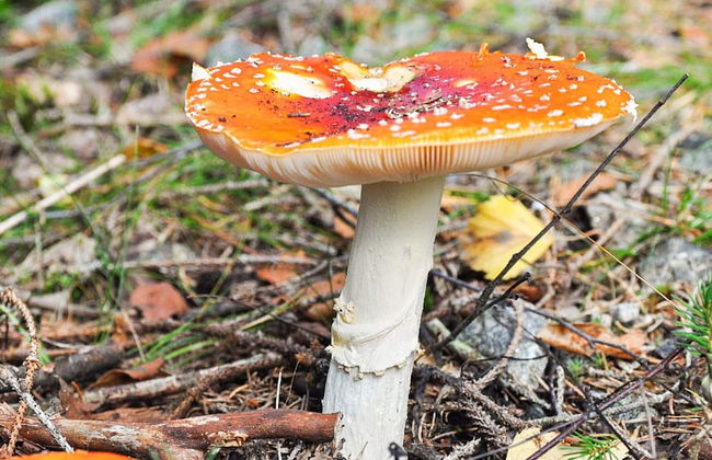 6 Person Holiday Home in Hjarnarp - Foto 14