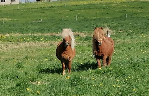 Wyciszek - mazurska agroturystyka - Foto 78