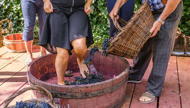Pisa das uvas em Bento Gonçalves