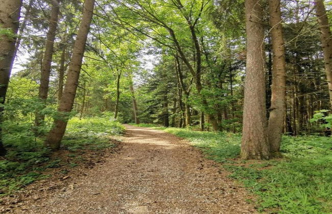 Apartment in Gutenbach With Nearby Forest - Foto 33