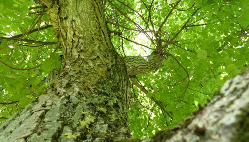 Ferienhaus Arendsee - Foto 2