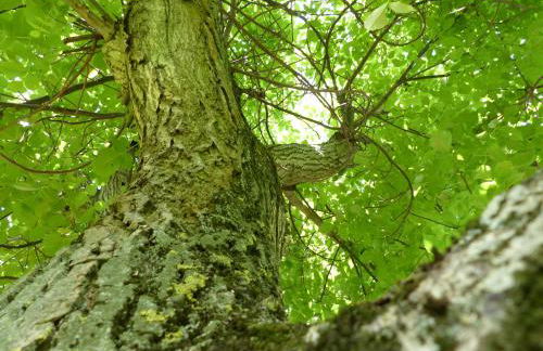 Ferienhaus Arendsee - Foto 2