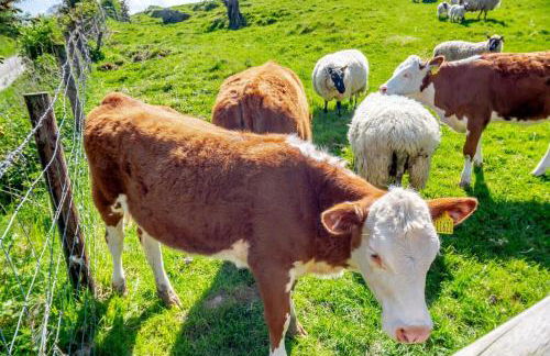 1 Bed in Llannefydd oc-p32089 - Foto 23