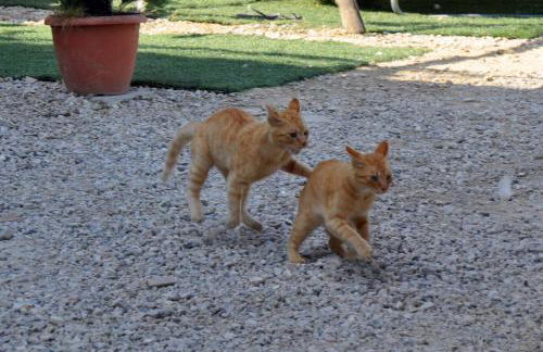 Dimora dei Cardinali - Foto 43